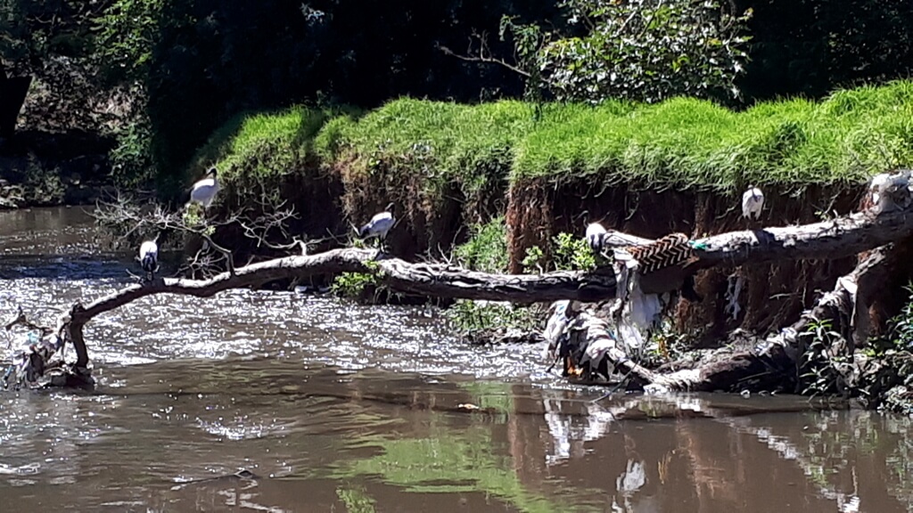As the Birds stare at the river looking for fresh food on the Hennops River in Riverside Park