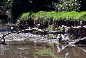 The pollution and waste in Riverside Park is bad for the local birdlife and hurts the natural habitat of these animals